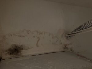 Water-damaged wall and ceiling with visible mold growth in the corner, near a bundle of electrical cables running along the right side.